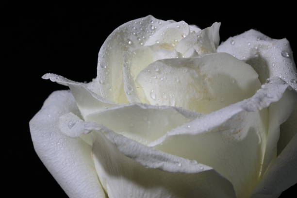 istock White rose on the black background 1033401854