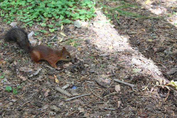 istock Photo squirrels in the Park on the path. 1033413294