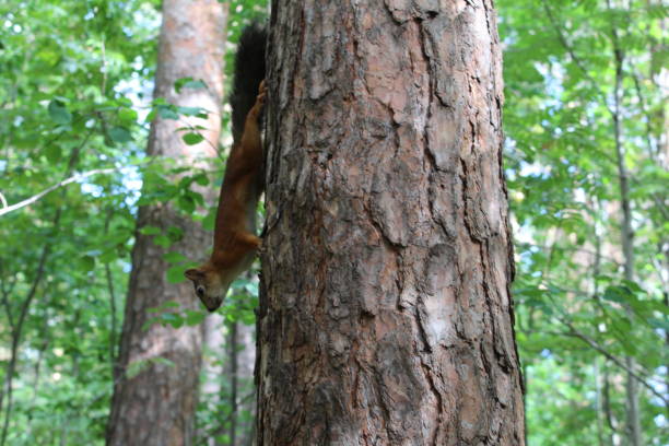 istock Photo squirrels on a tree trunk in the summer in the Park. 1033413576