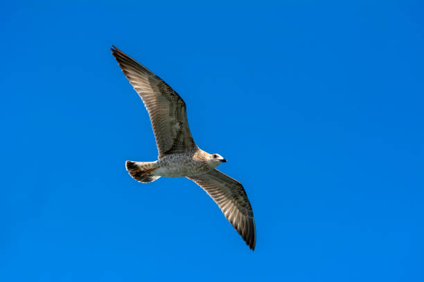 istock Single seagull flying in a sky as a background 1033436212