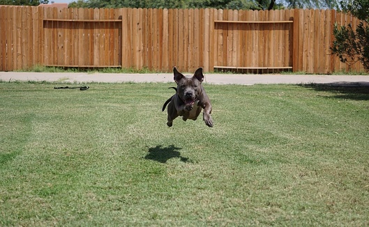 Blue Nose Pit Bull dog shows just how athletic he is with his powerful leap in the air, all paws are off the grass giving him the appearance he is flying.