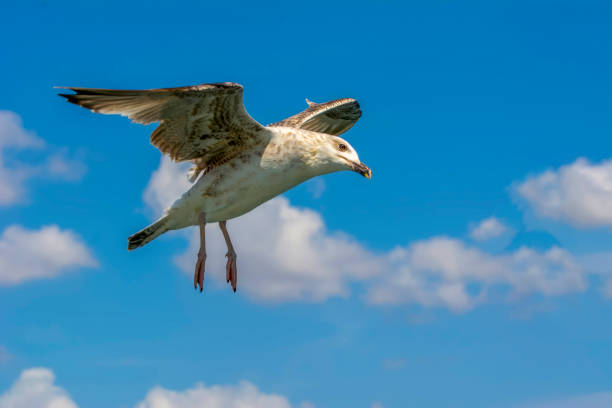 istock Single seagull flying in a sky as a background 1033437728