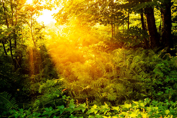 Soft, golden morning light bathes lush late summer foliage in pristine woodland.