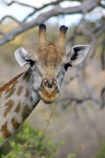 istock Close up of a giraffe 1033442544