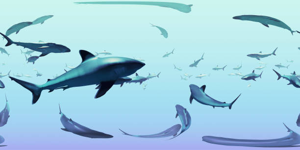 istock HDRI map, spherical environment panorama nature background, group of silvertip sharks swimming in the ocean (3d equirectangular rendering) 1033445294