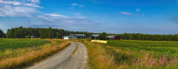 istock Typical scandinavian countryside in summer 1033457422
