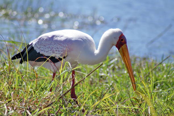 istock Yellow billed stork feeding in the river 1033458122