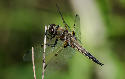 Close up view of a dragonfly.