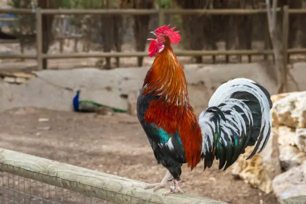 Photo of Photograph of a rooster singing on a wooden fence