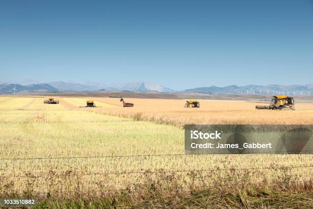 Harvesting Canola Near Lundbreck Stock Photo - Download Image Now - Canola, Canada, Oilseed Rape