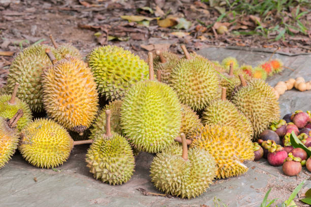 istock Durian fruit in agriculture farm 1033516562