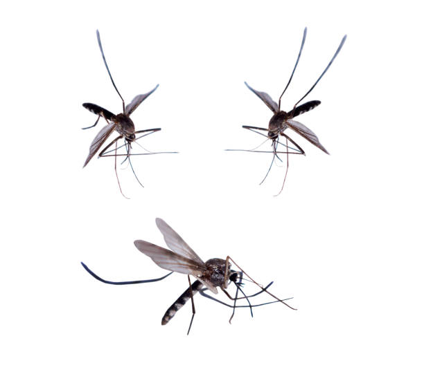 istock mosquitoes isolated on white background 1033519610