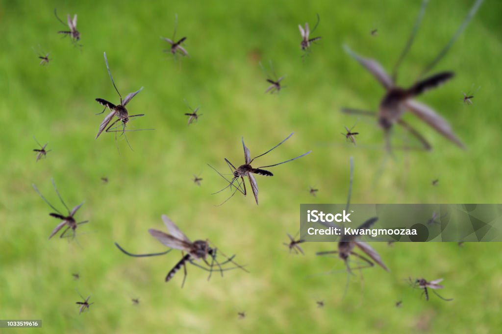 Beaucoup de moustiques survolent le champ d’herbe verte - Photo de Moustique libre de droits