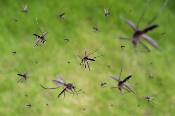 molte zanzare sorvolano il campo di erba verde - mosquito foto e immagini stock