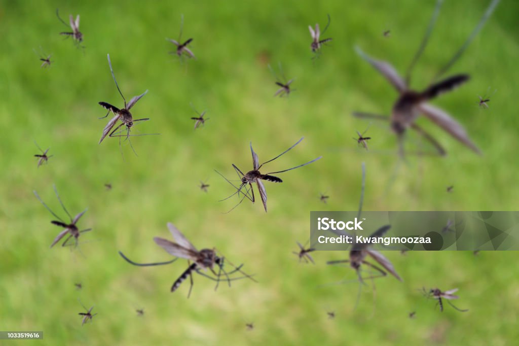 Many mosquitoes fly over green grass field Mosquito Stock Photo
