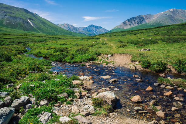 arroyo de montaña en valle verde entre la rica vegetación de highland en día soleado. grande boulder en agua rápida del glaciar bajo el cielo azul claro. gigantes montañas con nieve. paisaje vivo de la naturaleza de altai. - boulder flowing water mountain range rock fotografías e imágenes de stock