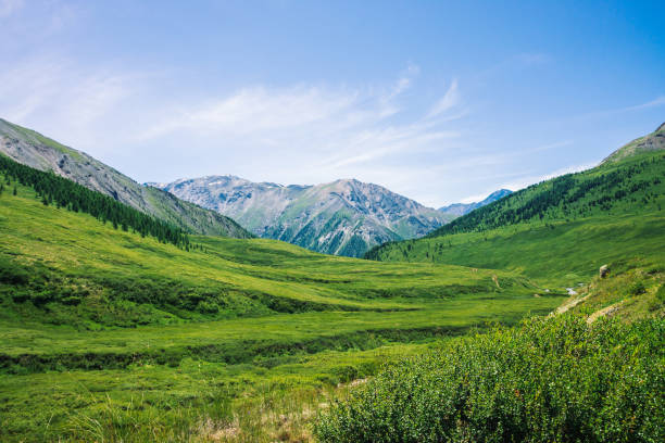 草原と晴れた日で森と緑の谷の上の雪で巨大な山。日光高原の豊富な植物。雄大な自然の素晴らしい山の風景。 - valley green grass landscape ストックフォトと画像