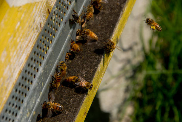 istock Bees at the entry of their hive 1033521050