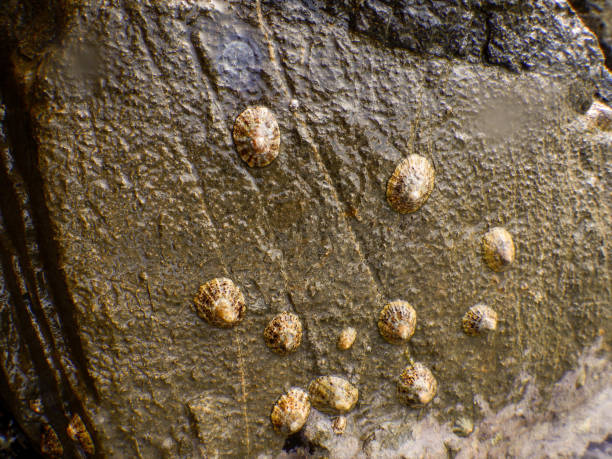 Group of limpets on a rock in the Ligurian Sea