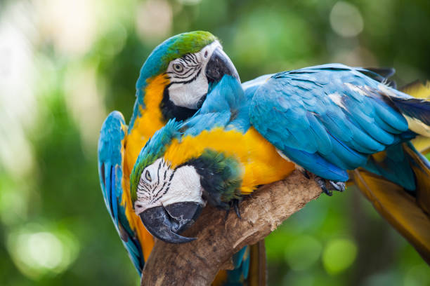 istock Two Ara's in Cartagena / Colombia. 1033528432