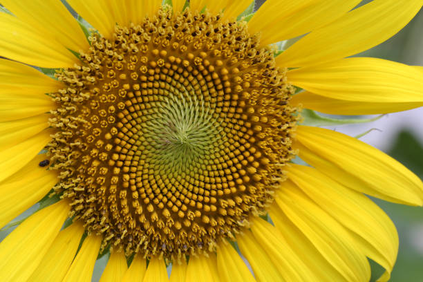 Close up of sunflower stock photo