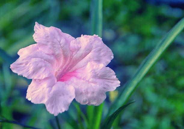 istock Violet  flower blooming  spring nature background 1033537682