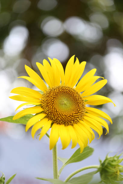 Close up of sunflower stock photo