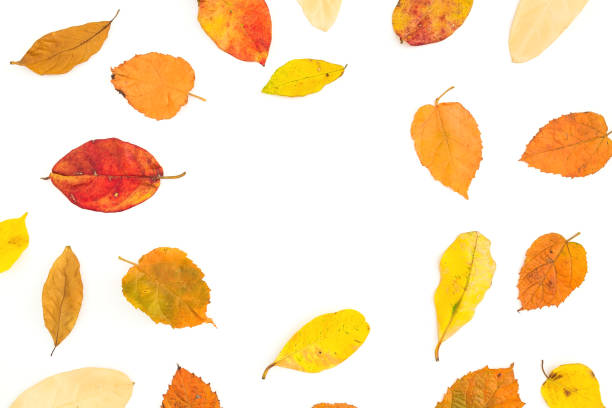 istock Autumn round frame made of colorful fall tree leaves on white background. Flat lay, top view 1033540478