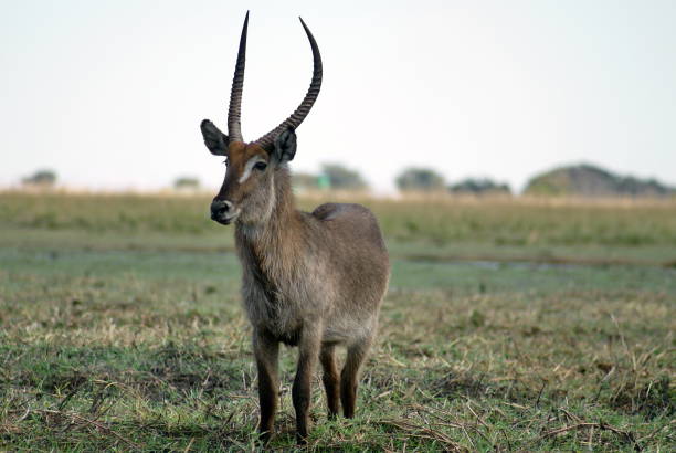 istock Male waterbuck 1033542784
