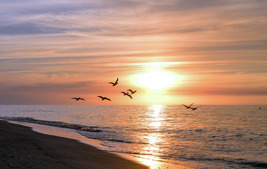 An breathtaking beautiful sunset over the ocean on the West Coast of Florida. Deserted beach, tranquil ocean and idyllic pastel horizon, nature at it's finest. A silhouetted flock of birds cruises above the water