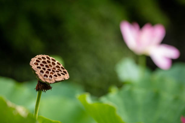 pink lotus flowers