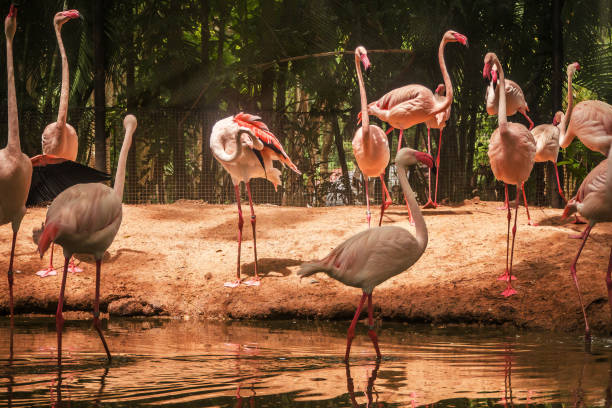 istock Pink flamingo . 1033578728