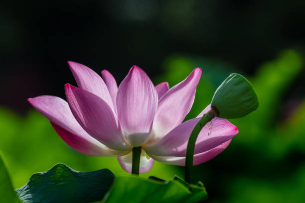 istock Sacred lotus flowers 1033578808