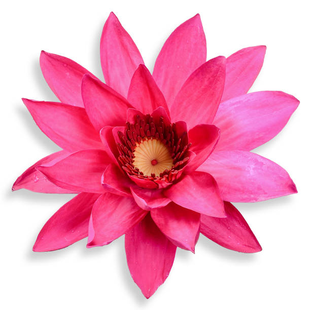 istock Lotus flower isolated on white clipping path 1033581046