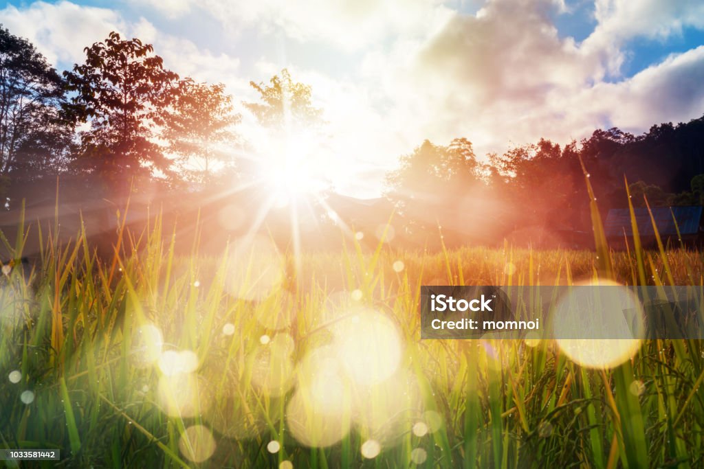 Campo de arroz a la salida del sol - Foto de stock de Luz del sol libre de derechos