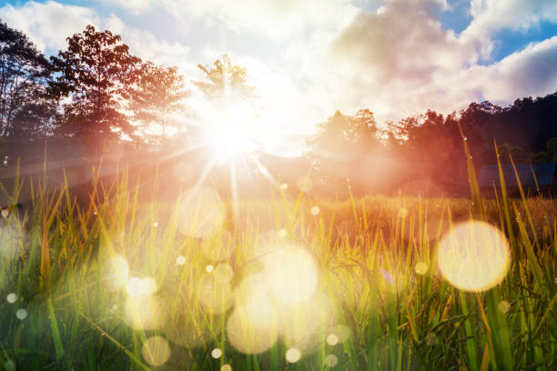 Paddy field farming at sunrise Sunrise and bokeh over paddy rice field. Paddy field farming at sunrise. back lit stock pictures, royalty-free photos & images