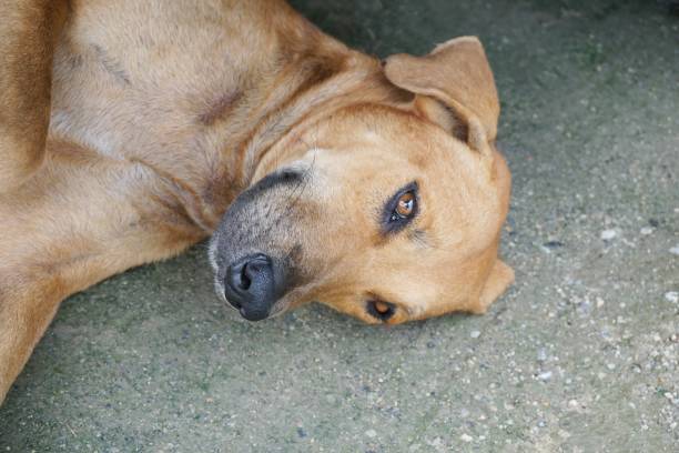 istock cute dog on the ground 1033592122