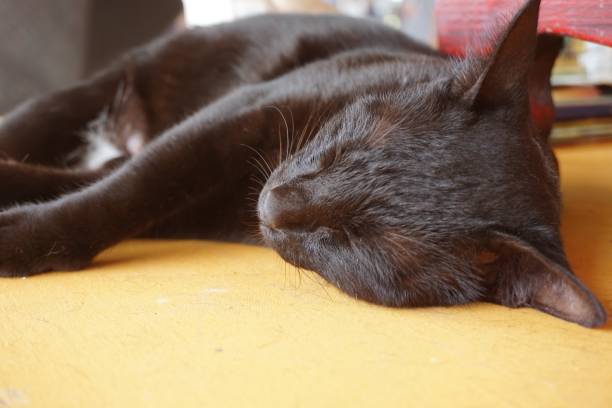close up black cat on wooden table