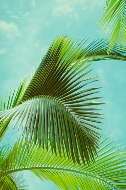 istock Palm tree under blue sky. Summer tropical background. 1033598918