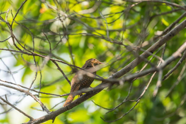 istock Bird (Plaintive Cuckoo) in a nature wild 1033605166