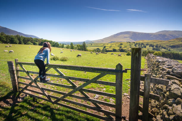 ragazza che guarda le pecore in campagna vicino a keswick, inghilterra - farm gate foto e immagini stock