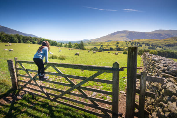 Girl watching sheep in countryside near Keswick, England stock photo