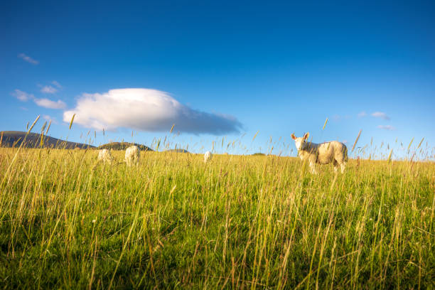 istock Lamb grazing on the lush hills of Keswick, England 1033612708