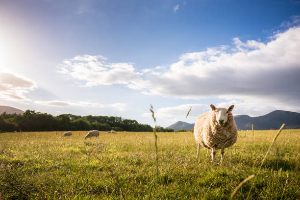 Sheep grazing on the lush hills of Keswick, England at sunset stock photo