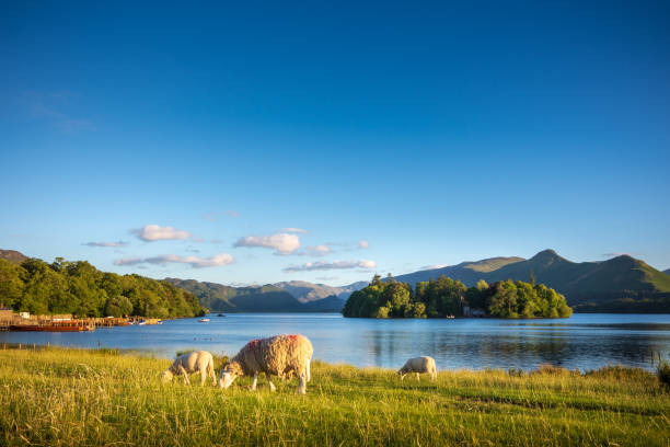 Sheep grazing on the lush shores of Lake Derwentwater, England Keswick is a beautiful town located in the English Lake District, where the lush green hills meet the tranquil lake of Derwentwater. Shot in Summer during the late afternoon. keswick stock pictures, royalty-free photos & images
