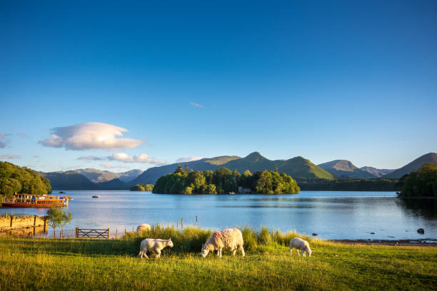Sheep grazing on the lush shores of Lake Derwentwater, England Keswick is a beautiful town located in the English Lake District, where the lush green hills meet the tranquil lake of Derwentwater. Shot in Summer during the late afternoon. keswick photos stock pictures, royalty-free photos & images