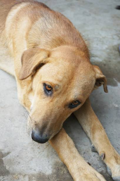 istock cute brown dog on cement floor 1033618166