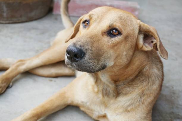 istock cute brown dog on cement floor 1033618242