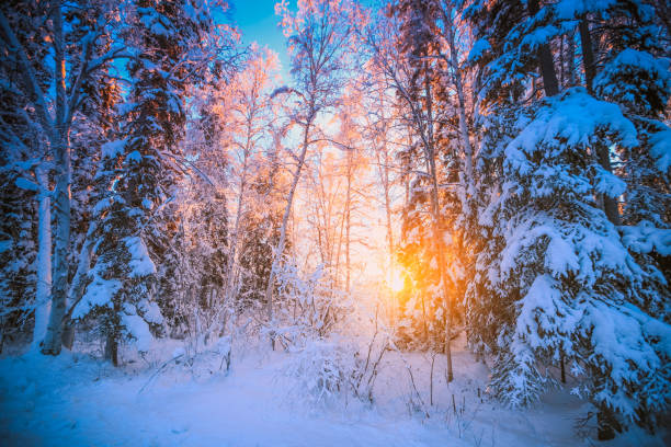 istock Sunset  in the winter forest 1033620724