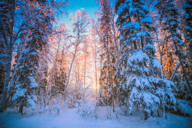 istock Sunset  in the winter forest 1033620760